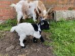 Dwerggeitje “ te reserveren “, Dieren en Toebehoren, Mannelijk, Geit, 0 tot 2 jaar