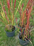 Siergras red baron winterhard bloedgras kleurt mooi rood, Tuin en Terras, Ophalen