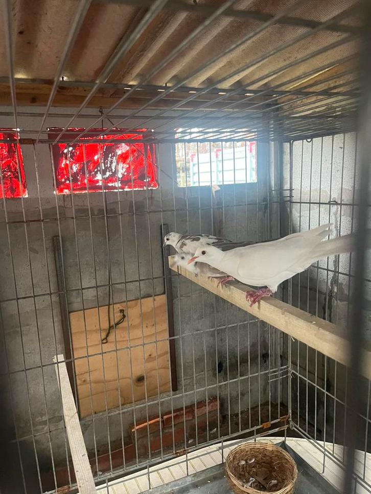 Tortelduiven lachduiven, Dieren en Toebehoren, Vogels | Kanaries