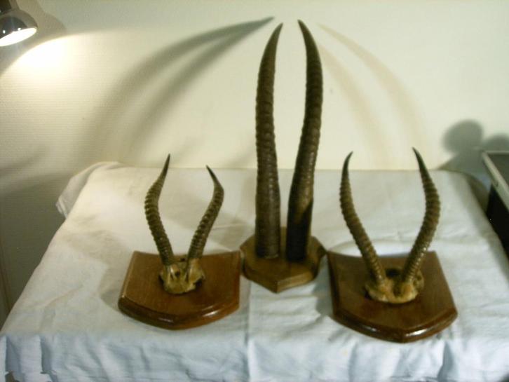3 Afrikaanse horens (impala?), Verzamelen, Dierenverzamelingen, Gebruikt, Gewei of Kop, Wild dier, Ophalen of Verzenden