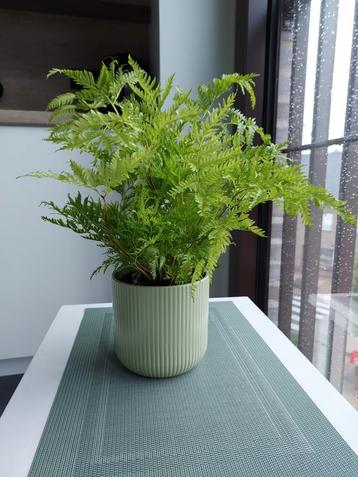 Mooie kamerplant ( heb er 2 ) met stenen buitenpot  beschikbaar voor biedingen