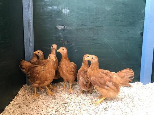 Jonge tamme New Hampshire kriel kippen hennen gesekst, Dieren en Toebehoren, Pluimvee, Kip, Vrouwelijk