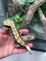 Wimpergekko vrouw Onyx