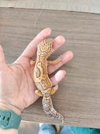 Luipaardgekko, Dieren en Toebehoren