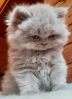 Brits korthaar, Dieren en Toebehoren, Katten en Kittens | Raskatten | Korthaar, Poes, Gechipt, 0 tot 2 jaar