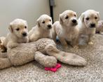 Knappe golden retriever pups, Dieren en Toebehoren, Honden | Retrievers, Spaniëls en Waterhonden, Golden retriever, België, CDV (hondenziekte)
