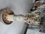 Beau baobabs de 45 ans, Overige soorten, Minder dan 100 cm, Ophalen of Verzenden, In pot