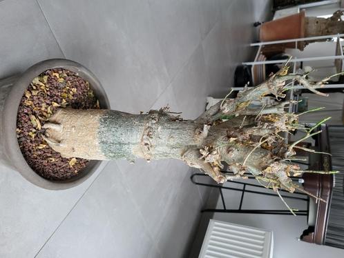 Beau baobabs de 45 ans, Huis en Inrichting, Kamerplanten, Overige soorten, Minder dan 100 cm, Groene kamerplant, Volle zon, In pot