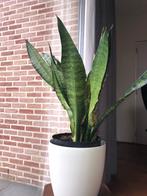 Sanseviera / Sanseveria Sanseveria  h 60cm, Ophalen of Verzenden, In pot