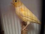 mooie kanaries, Animaux & Accessoires, Oiseaux | Canaris