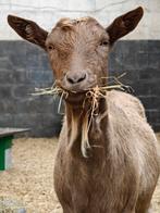 Geit mieke, Dieren en Toebehoren, Vrouwelijk, Geit, 3 tot 5 jaar