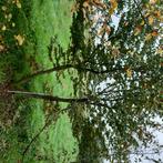 Meerstammige carpinus betulus, Tuin en Terras, Ophalen