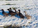 Koppel eend van vorst, Dieren en Toebehoren, Pluimvee, Eend