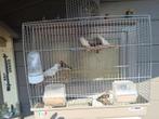 Vogels, Dieren en Toebehoren, Geslacht onbekend, Kleurkanarie