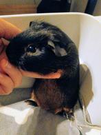 Cavia gladhaar Black & Tan beertje te koop, Dieren en Toebehoren, Knaagdieren, Oktober, Mannelijk, Cavia