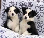 Border collie pups, CDV (hondenziekte), Meerdere, Teef, 8 tot 15 weken