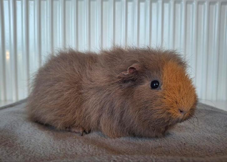 Lieve CH teddy cavia zeugjes, Animaux & Accessoires, Rongeurs, Femelle, Cobaye, Juin, Domestique