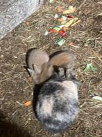 Jonge dwergkonijntjes (leeuwenkopjes) .