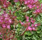 Sedum à fleurs roses - pot 12 cm, Ophalen, Vaste plant, Bodembedekkers, Volle zon
