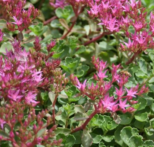 Sedum à fleurs roses - pot 12 cm, Tuin en Terras, Planten | Tuinplanten, Vaste plant, Bodembedekkers, Volle zon, Ophalen