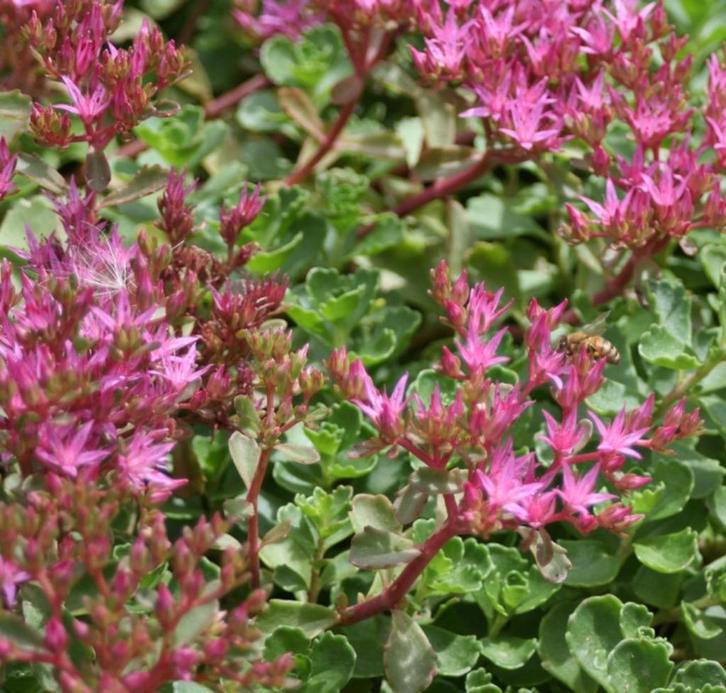 Sedum à fleurs roses - pot 12 cm, Jardin & Terrasse, Plantes | Jardin, Plante fixe, Couvre-sol, Plein soleil, Enlèvement