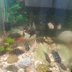 Convict zebra cichliden, Dieren en Toebehoren