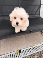 Maltipoo pups, Dieren en Toebehoren, Honden | Chihuahua's en Gezelschapshonden, Poedel, België, Fokker | Hobbymatig, CDV (hondenziekte)