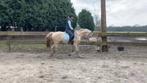 Lieve palomino merrie, Animaux & Accessoires, Chevaux, Jument, 160 à 165 cm, 11 ans ou plus