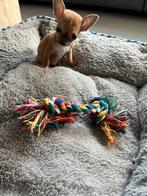 Chichuahua, België, Particulier, Reu, CDV (hondenziekte)