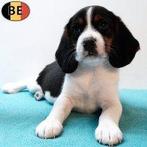 Energieke en charmante Beagle-reutjes te koop!, België, Beagle, CDV (hondenziekte), 8 tot 15 weken