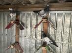 duiven, Dieren en Toebehoren, Vogels | Duiven, Meerdere dieren, Overige soorten