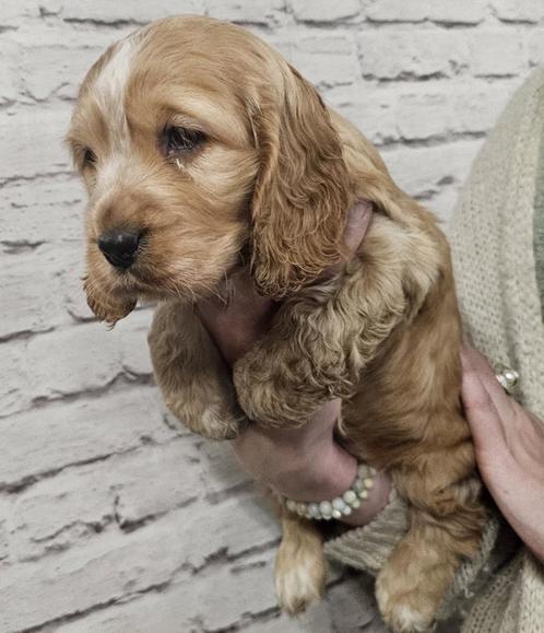 engelse cocker spaniel pups 3-12-24, Dieren en Toebehoren, Honden | Retrievers, Spaniëls en Waterhonden, Meerdere dieren, Spaniël