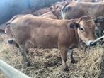 4 Parthenais vaarzen, Dieren en Toebehoren, Runderen