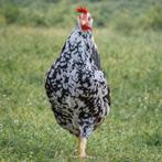 Leghorn exchequer kippen jonge hennen beschikbaar, Dieren en Toebehoren, Vrouwelijk, Kip