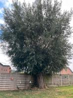 Knotten van knotwilg in ruil voor hout, Ophalen