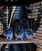 Jonge gerbilpups, Dieren en Toebehoren, Knaagdieren, April