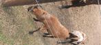 Kameroen ram, Dieren en Toebehoren, Schapen, Geiten en Varkens, Mannelijk, Schaap, 0 tot 2 jaar