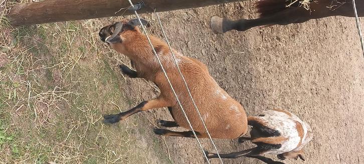 Kameroen ram, Dieren en Toebehoren, Schapen, Geiten en Varkens, Schaap, Mannelijk, 0 tot 2 jaar