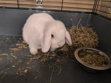 Super lief en schattig mooi hangoorkonijn beschikbaar voor biedingen