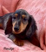 Langharige dwergteckel pups, België, 15 weken tot 1 jaar, Reu, CDV (hondenziekte)