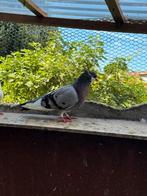 Pigeons., Animaux & Accessoires, Oiseaux | Pigeons