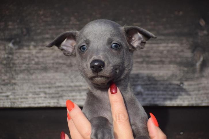 Whippet pup bij ons geboren, Dieren en Toebehoren, Honden | Windhonden, Reu, Whippet, Fokker | Professioneel, Meerdere, België