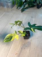 Philodendron Florida Beauty, Huis en Inrichting, Kamerplanten, Ophalen of Verzenden