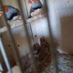 Madarin 30€ pour les 5, Animaux & Accessoires, Oiseaux | Cages & Volières, Enlèvement