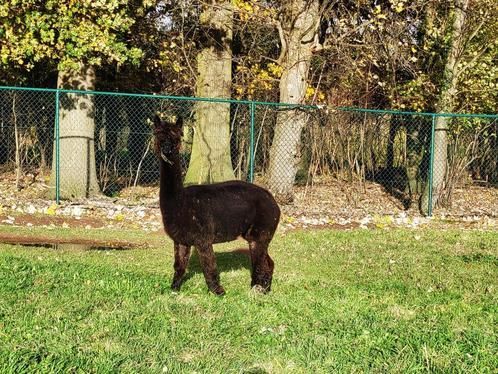statige zwarte alpaca merrie, Dieren en Toebehoren, Overige Dieren, Vrouwelijk