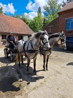 2 menpaarden, Dieren en Toebehoren, Paarden