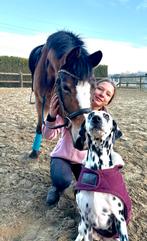 Schattige lieve pony ️, Dieren en Toebehoren, Merrie