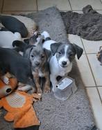 Leuke jack russell pups op boerderij ouders aanwezig, Dieren en Toebehoren, België, Jack Russell Terriër, CDV (hondenziekte), 8 tot 15 weken