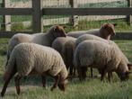 Jonge bokken te koop, Dieren en Toebehoren