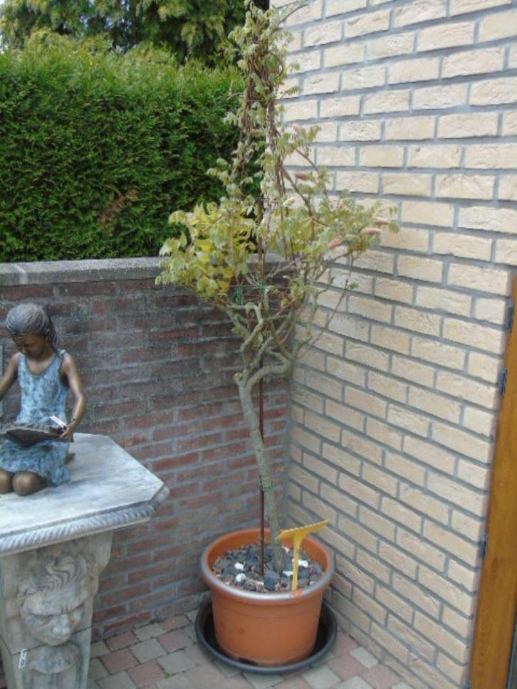 Roze GLYSINE plant op smeedijzeren piramidesteun 1m70cm, Tuin en Terras, Planten | Tuinplanten, Vaste plant, Klimplanten, Ophalen